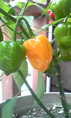 b0060450_1174724.jpg