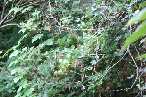 c0108460_15523976.jpg