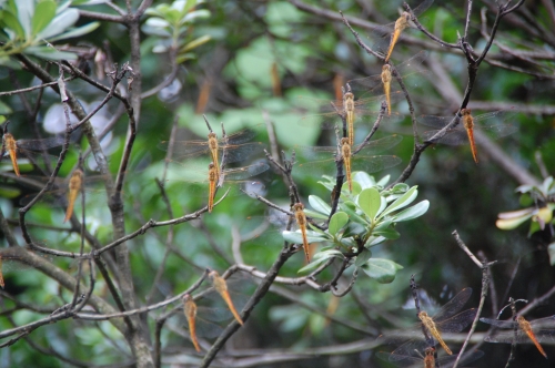 c0108460_15525652.jpg