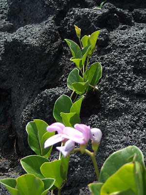 e0097770_1061100.jpg