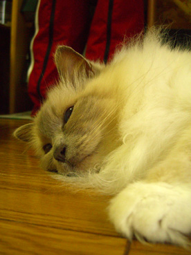 a0045697_10242086.jpg