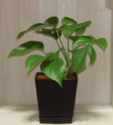 c0157103_1622440.jpg