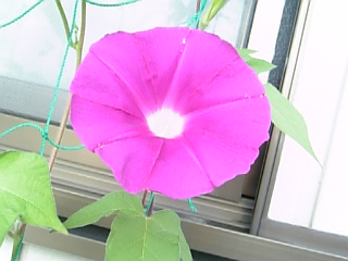 e0098908_21533844.jpg