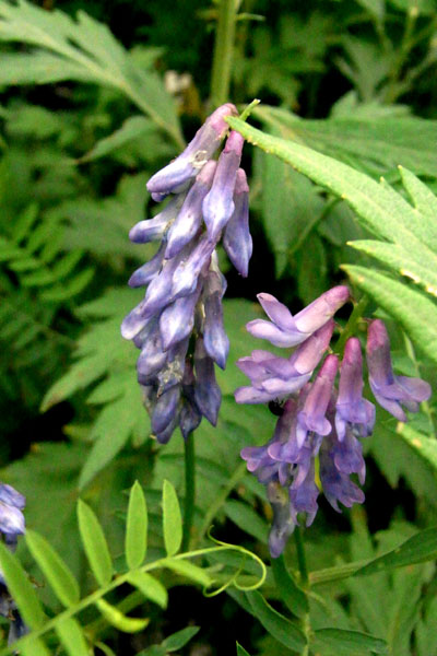 e0083517_4113861.jpg