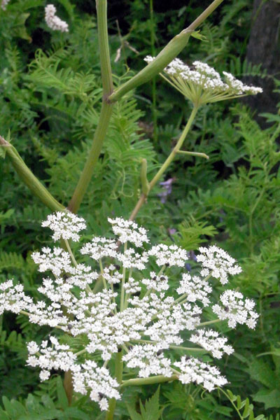 e0083517_415430.jpg