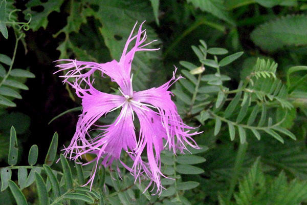 e0083517_441182.jpg