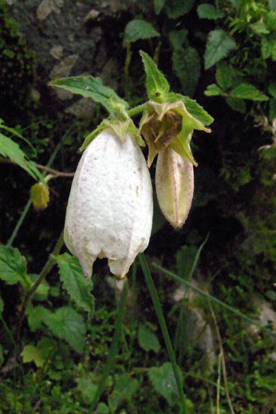 e0083517_455033.jpg