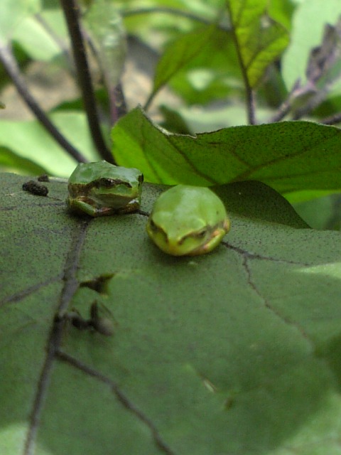 c0168626_16564546.jpg