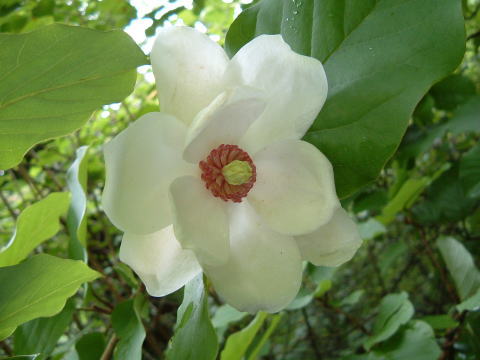 c0077338_14264191.jpg