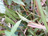 c0077338_14401442.jpg
