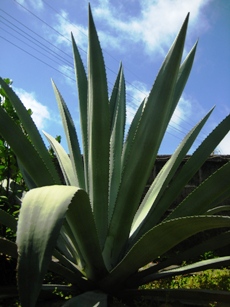a0022951_23343441.jpg