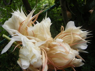 f0043559_91073.jpg