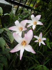 f0043559_91841.jpg