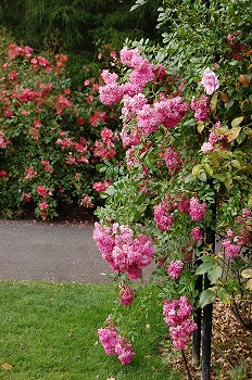 e0128367_6251991.jpg
