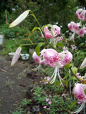 e0097770_12322255.jpg