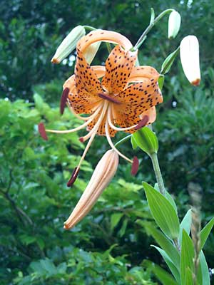 e0097770_123244.jpg