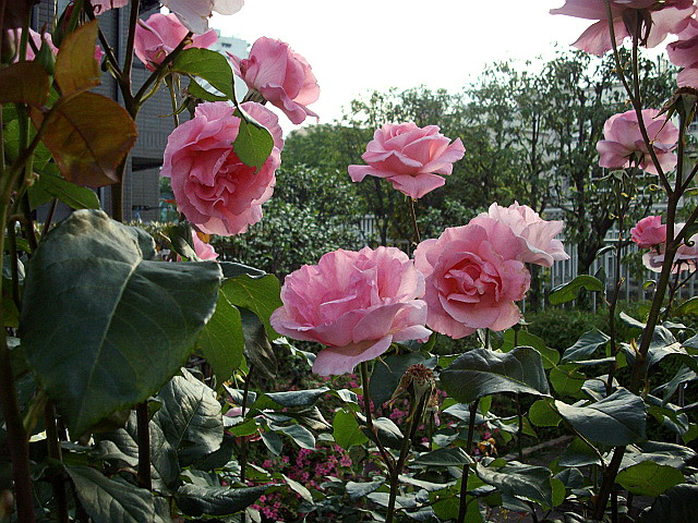c0138198_2040484.jpg
