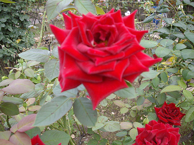 c0138198_20431326.jpg