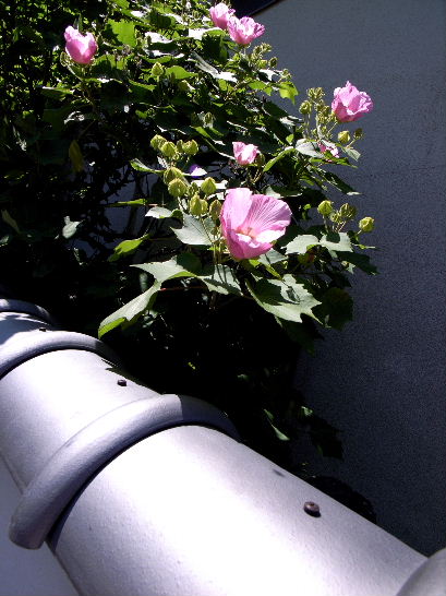 e0102408_22553935.jpg
