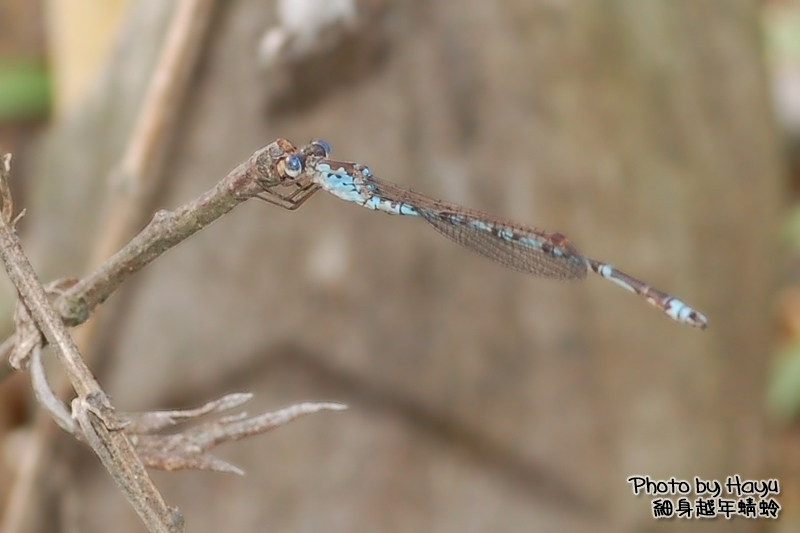 a0059328_20152998.jpg
