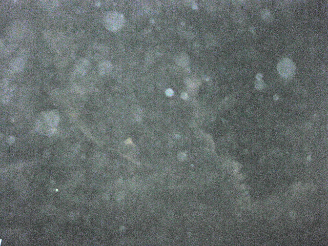 f0183656_1391882.jpg