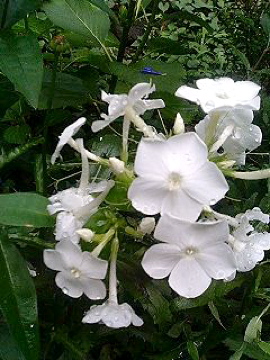 f0054677_84014.jpg