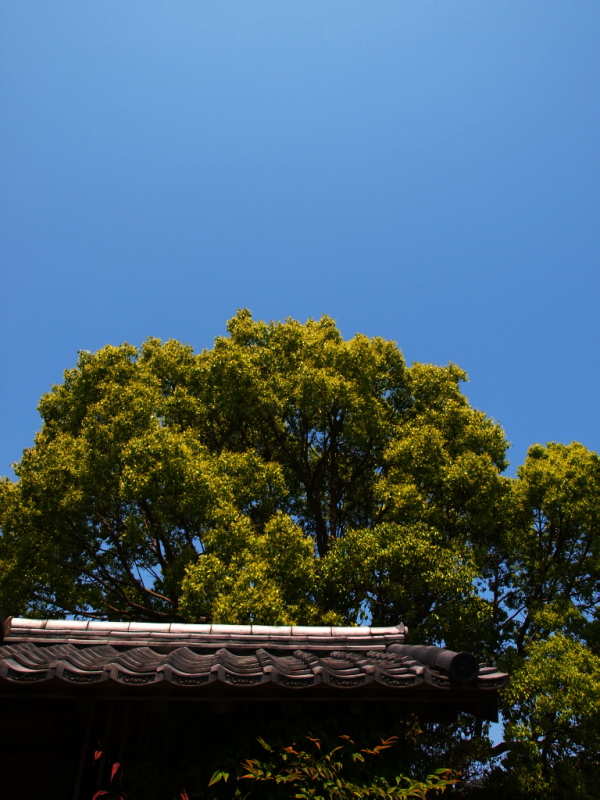c0055882_20574842.jpg