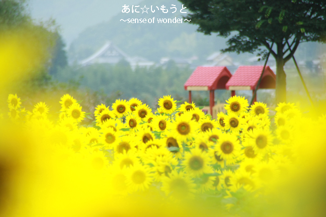 a0112402_91051.jpg