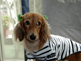 e0179308_2362531.gif
