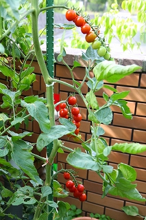 b0163114_17313366.jpg