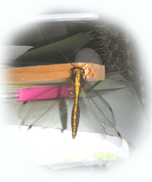 c0146127_222383.gif