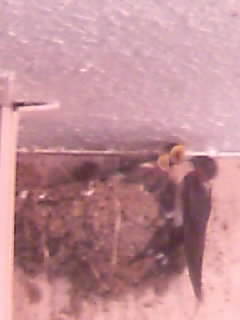 d0009828_8502053.jpg