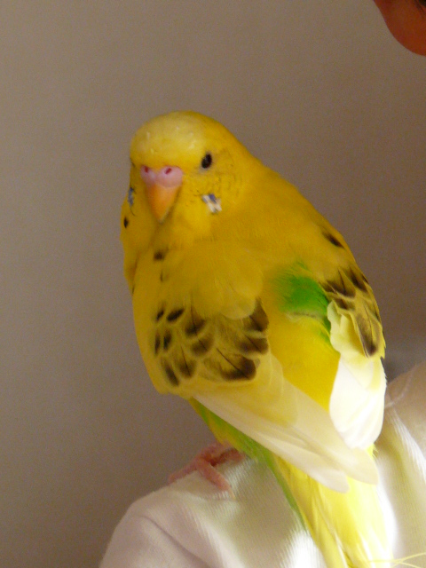 c0100534_99473.jpg