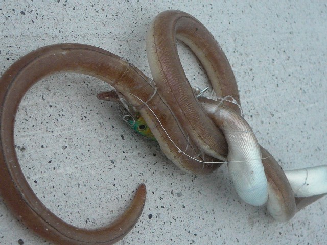c0194535_1558110.jpg