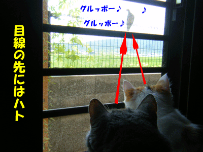 f0008935_16404549.gif