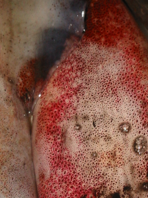 d0094868_7494761.jpg