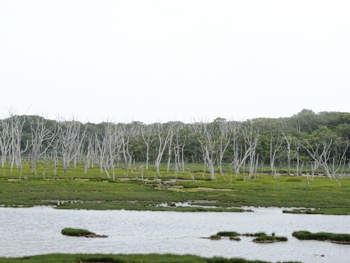e0066369_22504140.jpg