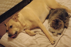 f0004775_527178.jpg