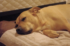 f0004775_5272856.jpg