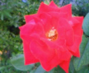 e0039282_21381115.jpg