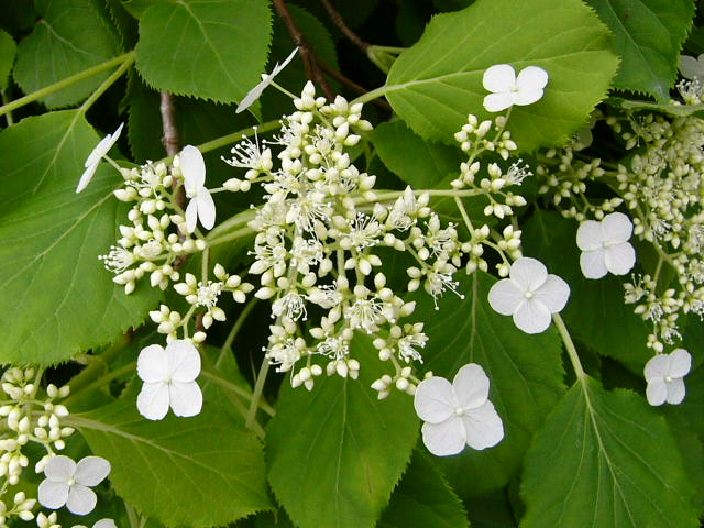 e0145782_192093.jpg