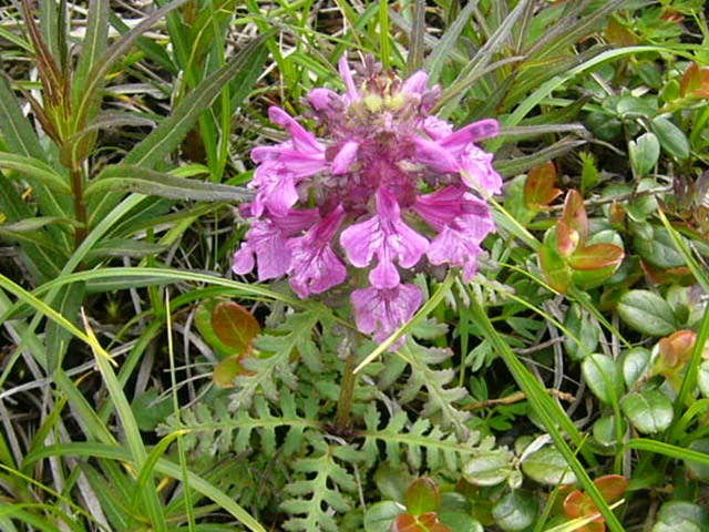 e0145782_1928541.jpg