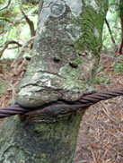 c0018489_2033242.jpg