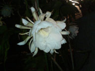 e0011321_14461455.jpg