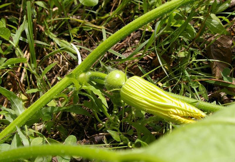 e0136424_13322310.jpg
