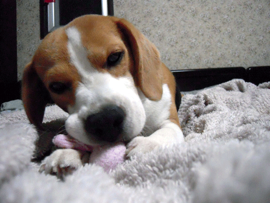 b0005652_225143.gif