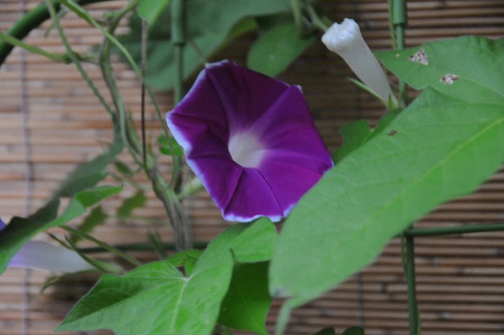e0159454_1503727.jpg
