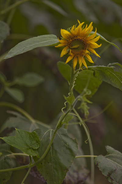 e0030457_214041.jpg