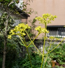 f0195963_19574345.jpg