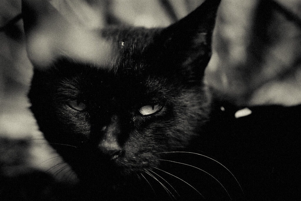 かわいいペットの写真 黒猫 壁紙 Gp05
